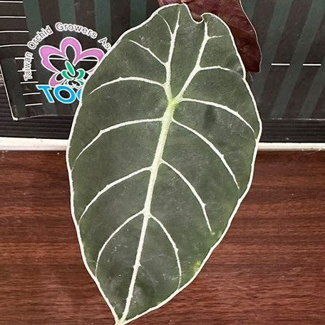 Alocasia watsoniana '3419' 2.5"