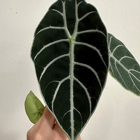 Alocasia watsoniana '3419' 2.5"