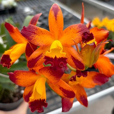 Cattlianthe Varut Startrack 'Golden Tiger' 4.0"