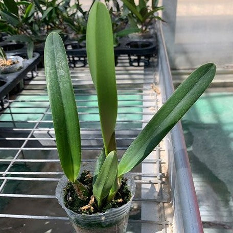 Cattleya(Laelia) purpurata × sib 2.5"