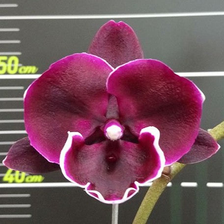 Phalaenopsis Miki Humor '468' 2.5"