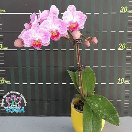 171204395065ded5353c5ee48d0b7d48c591b8f430-.webp