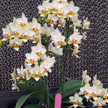 Phalaenopsis Ron E Glamor '3304' 3.0"