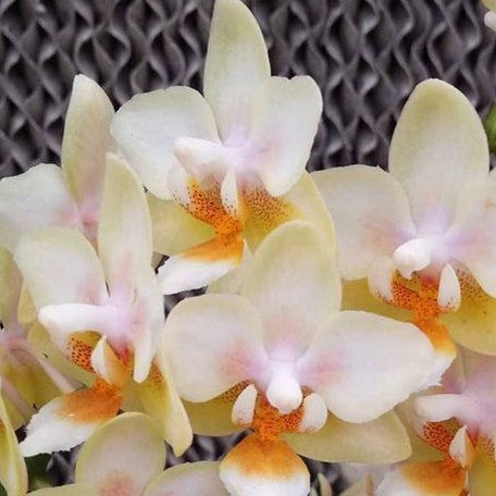 Phalaenopsis Ron E Glamor '3304' 3.0"