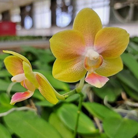 Phalaenopsis Miki Golden Sand 'Baby MXS02' 3.0"