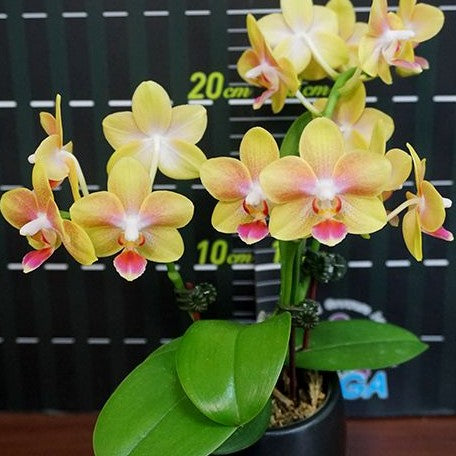 Phalaenopsis Miki Golden Sand 'Baby MXS02' 3.0"