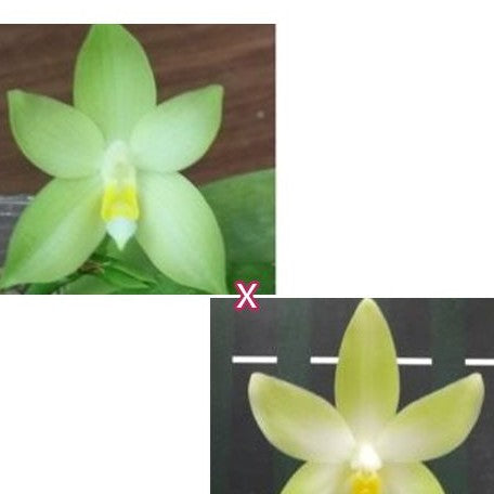 Phalaenopsis bellina var. alba × sib 2.5" Fragrant
