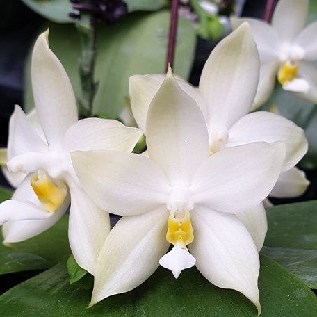 Phalaenopsis bellina var. alba × sib 2.5" Fragrant
