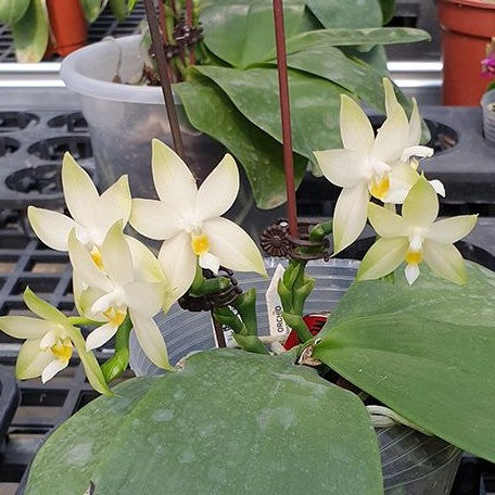 Phalaenopsis bellina var. alba × sib 2.5" Fragrant