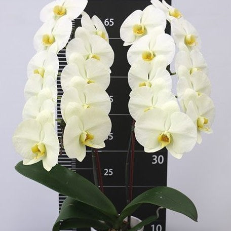 Phalaenopsis Clone Hulk 2.5"