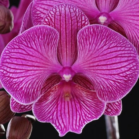 Phalaenopsis Miki Dancer '41' BM/TIOS 2.5"