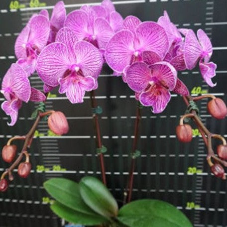 Phalaenopsis Miki Dancer '41' BM/TIOS 2.5"