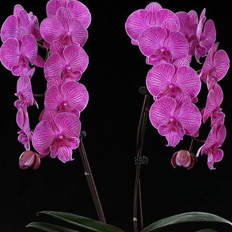 Phalaenopsis Miki Dancer '41' BM/TIOS 2.5"