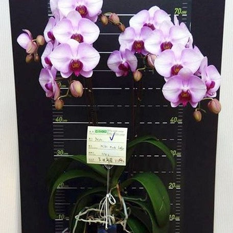 Phalaenopsis Miki Pink Lady '1342' 2.5"