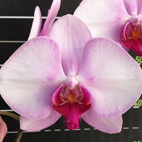 Phalaenopsis Miki Pink Lady '1342' 2.5"