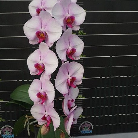 Phalaenopsis Miki Pink Lady '1342' 2.5"