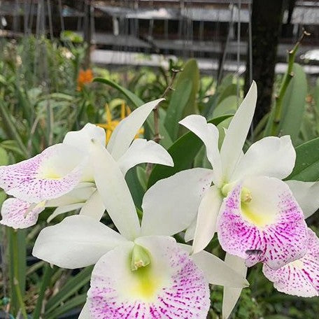 Brassolaeliocattleya Hawaii Stars 'Only one' 3.0"