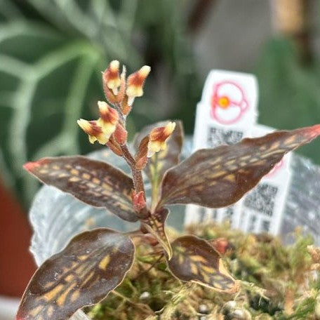 Cystorchis stenoglossa 1.7"