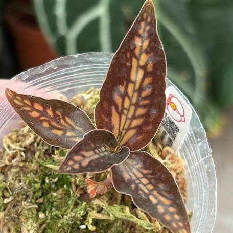 Cystorchis stenoglossa 1.7"
