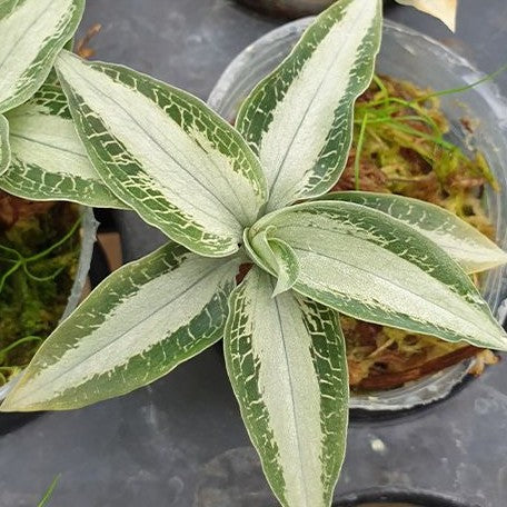 Aspidogyne argentea 1.7