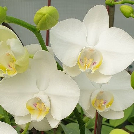 Phalaenopsis amabilis × sib 1.7"