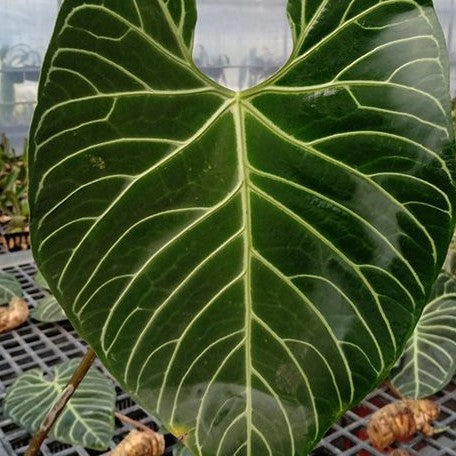 Anthurium regale 2.5"