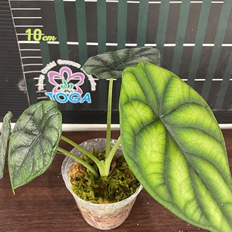 Alocasia dragon scale 2.5"