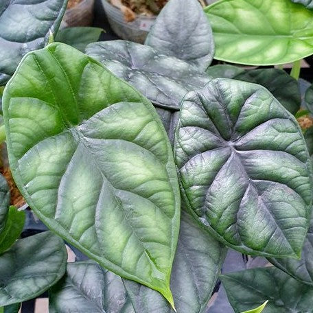 Alocasia dragon scale 2.5"