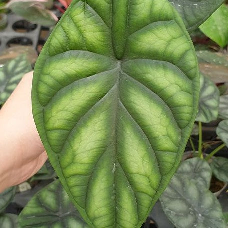 Alocasia dragon scale 2.5"