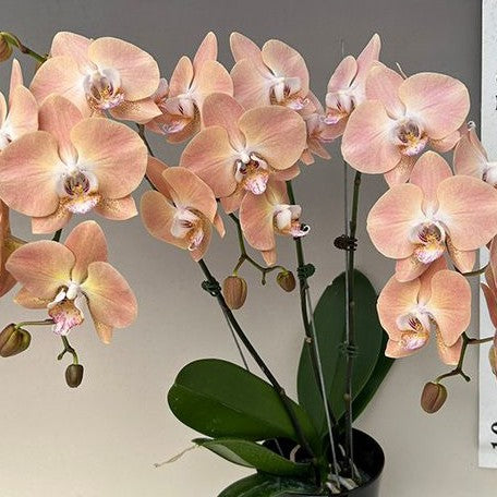 Phalaenopsis Harck Antique 2.5"