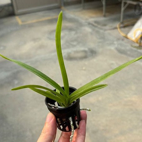 Vanda denisoniana × sib 2.0"