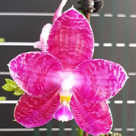 Phalaenopsis Lyndon Mix Zebra 'Treasure' 2.5"