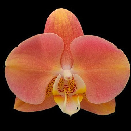 Phalaenopsis Harck Marigold 2.5"