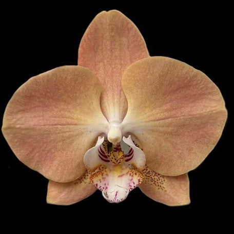 Phalaenopsis Harck Antique 2.5"