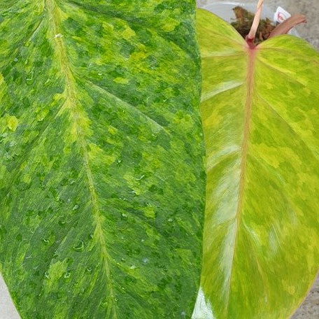 Philodendron 'Painted Lady' variegated 3.0"