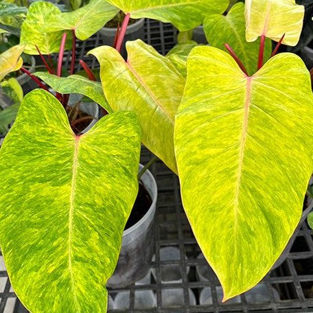 Philodendron 'Painted Lady' variegated 3.0"