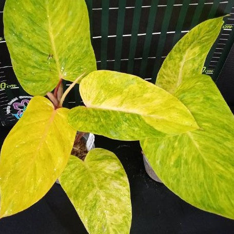 Philodendron 'Painted Lady' variegated 3.0"