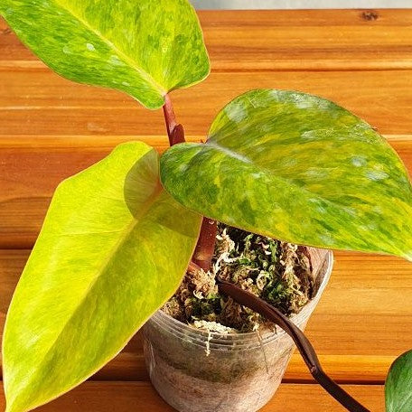 Philodendron 'Painted Lady' variegated 3.0"