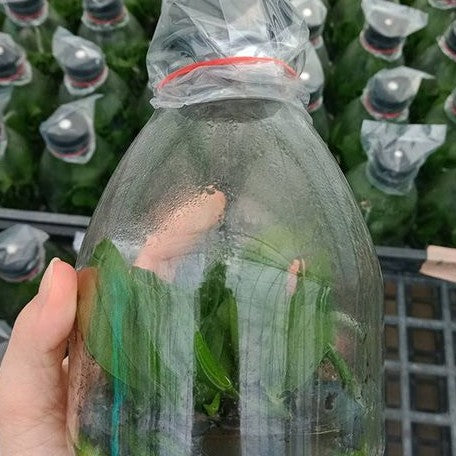 Phalaenopsis Tong Yi Yu Shiou flask