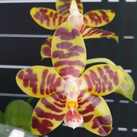 Phalaenopsis David Lim 2.5"