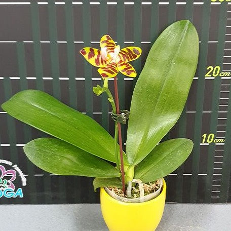 Phalaenopsis David Lim 2.5"