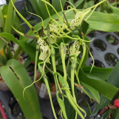 Brassia gireoudiana 2.5"