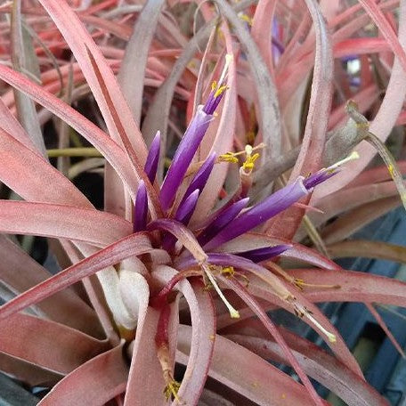 Tillandsia brachycaulos var. multiflora bareroot