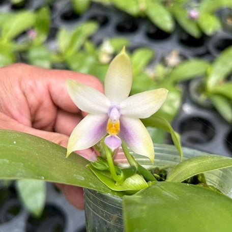 Phalaenopsis violacea 'Blue' × 'Pink' 2.5"