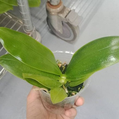 Phalaenopsis violacea 'Blue' × 'Pink' 2.5"