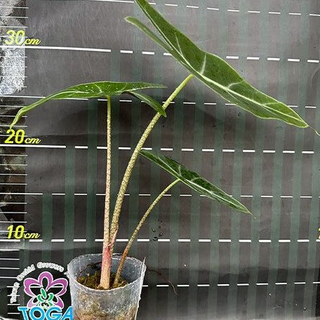 アロカシアalocasia longiloba miq var Alocasia longiloba 'Silver' – Frosted Longiloba Selection