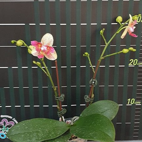 Phalaenopsis Chi Yueh Kaleidescope '3517' 2.5"