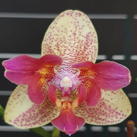 Phalaenopsis Chi Yueh Kaleidescope '3517' 2.5"