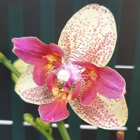 Phalaenopsis Chi Yueh Kaleidescope '3517' 2.5"