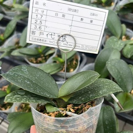 Phalaenopsis Chi Yueh Kaleidescope '3517' 2.5"
